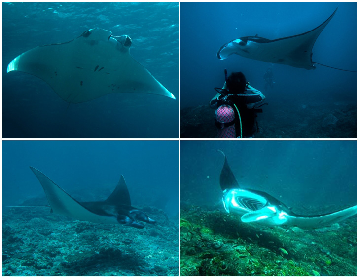 Manta Tauchen